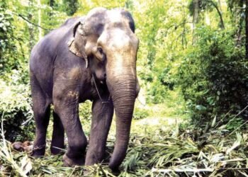 सिंधुदुर्ग जिल्ह्यातील हत्तींचा उपद्रव थांबविण्यासाठी गणेशोत्सवापूर्वी उपाययोजना कराव्यात – मुनगंटीवार