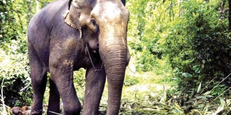 सिंधुदुर्ग जिल्ह्यातील हत्तींचा उपद्रव थांबविण्यासाठी गणेशोत्सवापूर्वी उपाययोजना कराव्यात – मुनगंटीवार