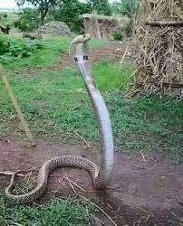 कोब्राच्या चाव्यानंतरही डॉक्टरांच्या अथक प्रयत्नानंतर युवकाला जिवदान…..