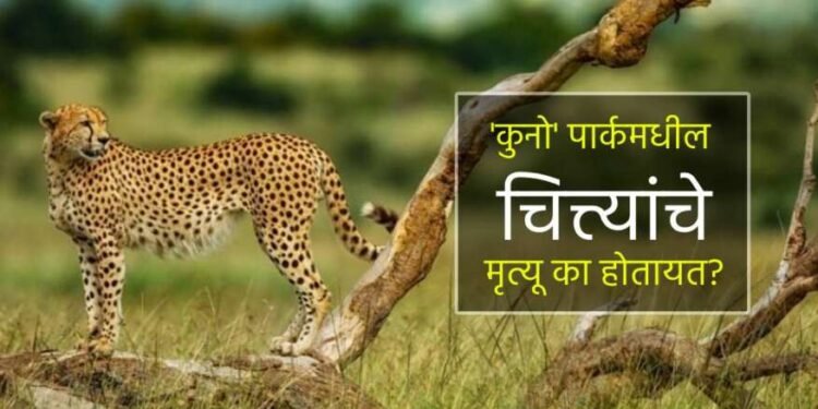 प्रोजेक्ट चिताला पुन्हा मोठा धक्का ; कुनो नॅशनल पार्कमध्ये नववा चित्ता मृत्यूमुखी….