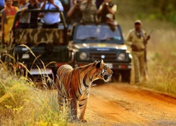 ताडोबा जंगल सफारी बुकिंगची अन्य संकेतस्थळे बंद, एकच अधिकृत संकेतस्थळ उपलब्ध
