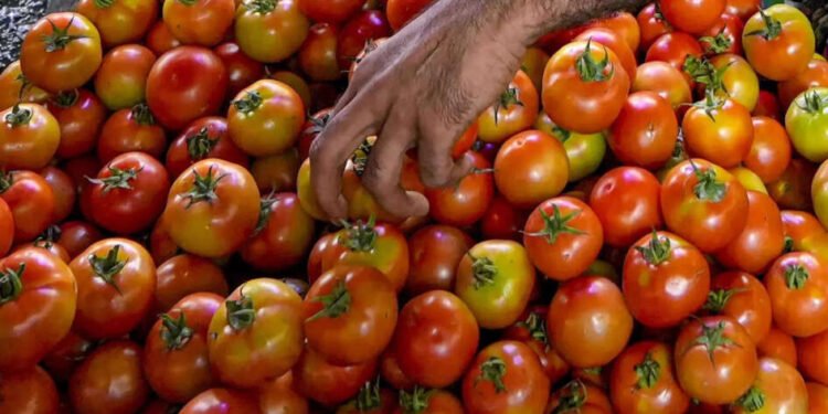 सोलापूर – पडसाळीत ८० क्रेट टोमॅटोची चोरी