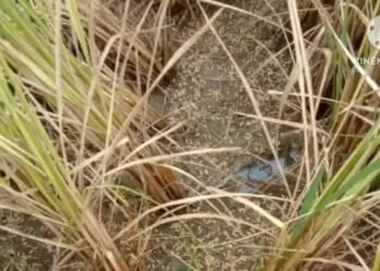 भंडारा : कारखान्याच्या सांडपाण्यामुळे ५ एकर पिकांची नासाडी