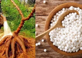 साबुदाण्याचा इतिहास काय ? तो शेतातून येतो की कारखान्यातून, जाणून घ्या