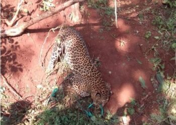 रत्नागिरी : घराशेजारी लाकूड सामानाखाली सापडला मृत बिबट्या