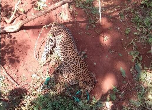 रत्नागिरी : घराशेजारी लाकूड सामानाखाली सापडला मृत बिबट्या