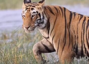 चंद्रपूर: शिकार प्रकरणातील आरोपींची कारागृहात रवानगी