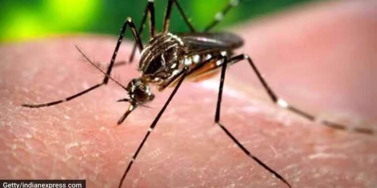 पुण्यात वाढतोय डेंगीचा ताप