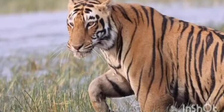 चंद्रपूर: शिकार प्रकरणातील आरोपींची कारागृहात रवानगी