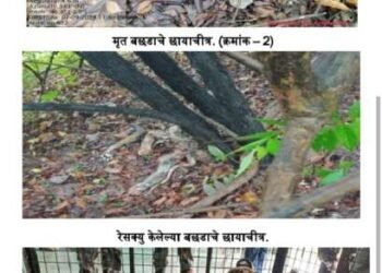 बल्लारशाह वनपरिक्षेत्रातील कळमणा येथे वाघाचे दोन बछडे आढळले मृतावस्थेत