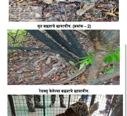 बल्लारशाह वनपरिक्षेत्रातील कळमणा येथे वाघाचे दोन बछडे आढळले मृतावस्थेत