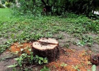 महर्षी कर्वे स्त्री शिक्षण संस्थेच्या आवारात चंदन चोरी