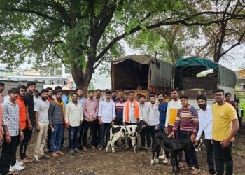 टेम्पोत दोन मजले करून 94 वासरे आणि 3 गायीचे चारही पाय तोंड बांधलेले अवस्थेत…..