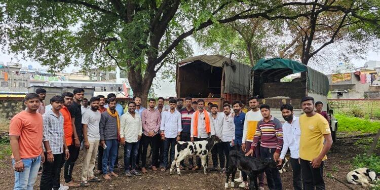 टेम्पोत दोन मजले करून 94 वासरे आणि 3 गायीचे चारही पाय तोंड बांधलेले अवस्थेत…..