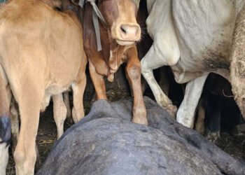 श्रीकृष्ण जन्माष्टमीच्या शुभ मुहूर्तावर 9 गायी व वासरांचे प्राण वाचविण्यात यश !