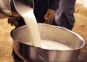 म्हशीच्या दुधात जर्सी गाईच्या दुधाची भेसळ, मंगळवेढा, सांगोल्यातील आठ दूध डेअरींवर छापा