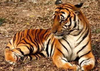 चंद्रपूर : वाघाच्या हल्ल्यात शेतकऱ्याचा मृत्यू