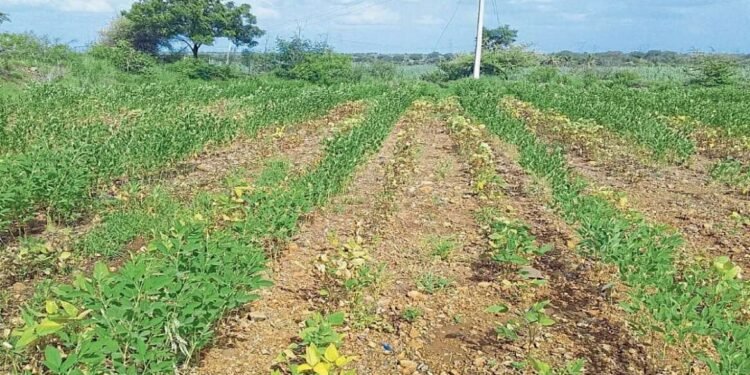 संपूर्ण सोलापूर दुष्काळाच्या दुष्टचक्रात!