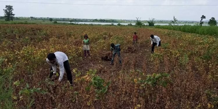 सोलापूर – अन्यथा शेतकऱ्यांना मिळणार नाही भरपाई