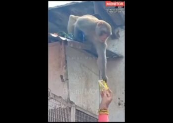 पहा माकडांचा प्रताप; फ्रुटी दिल्याशिवाय मिळत नाही परत मोबाईल…….