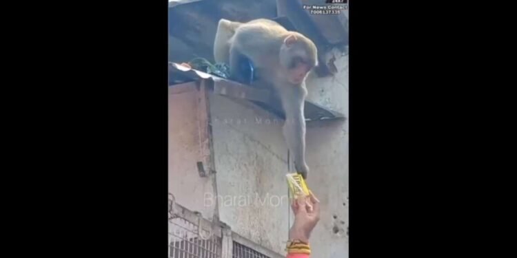 पहा माकडांचा प्रताप; फ्रुटी दिल्याशिवाय मिळत नाही परत मोबाईल…….