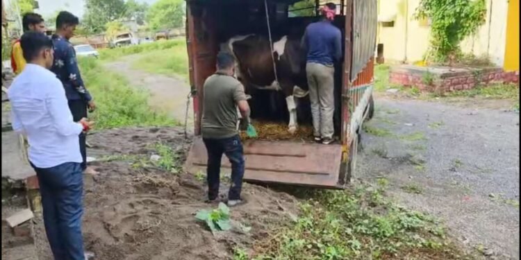 बीड जिल्ह्यातील पाटोदा पोलिसांच्या मदतीने 17 गायी व बैलांचे प्राण वाचविण्यात यश….