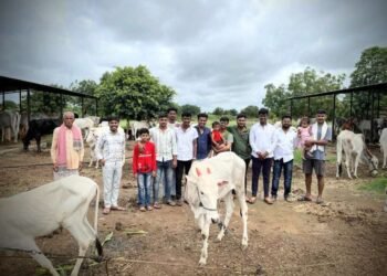 चिमुकल्याच्या वाढदिनी गोशाळेत एक दिवसाचा चारा वाटप