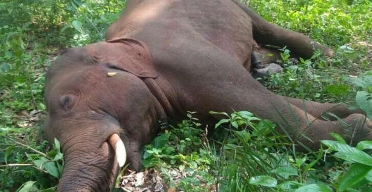 चंद्रपूर : जिवंत वीज प्रवाहाला स्पर्श होऊन हत्तीचा मृत्यू