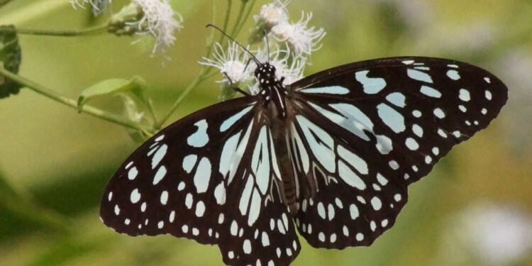 सोलापुरात आढळली ८० प्रकारची फुलपाखरे