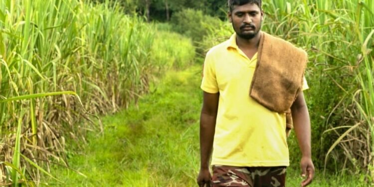 सोलापूर : नुकसानग्रस्त शेतकऱ्यांना मदतीची मागणी