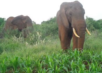 हत्तीला पकडायला गेले असता अनर्थ घडला, सोंडेत पकडून जोरात आपटले; कर्मचाऱ्याचा जागीच करुण अंत