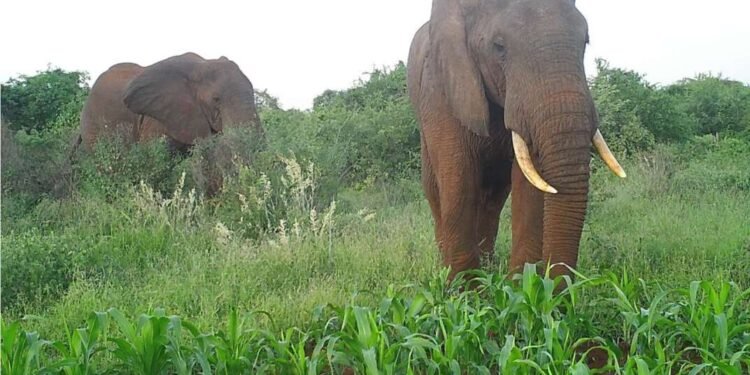 हत्तीला पकडायला गेले असता अनर्थ घडला, सोंडेत पकडून जोरात आपटले; कर्मचाऱ्याचा जागीच करुण अंत