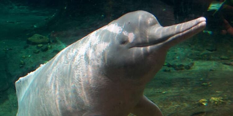 ॲमेझॉन नदीत 120 डॉल्फिनचा मृत्यू कसा झाला?