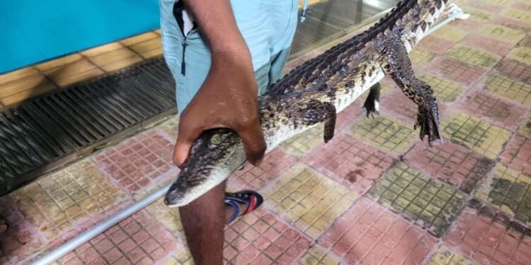 मुंबई : महात्मा गांधी जलतरण तलावात सापडले मगरीचे पिल्लू