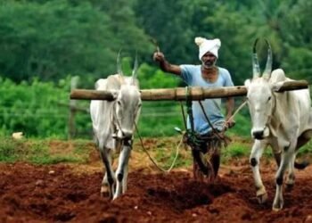 रब्बीच्या सोलापूर जिल्ह्यात ५१ टक्केच पेरणी