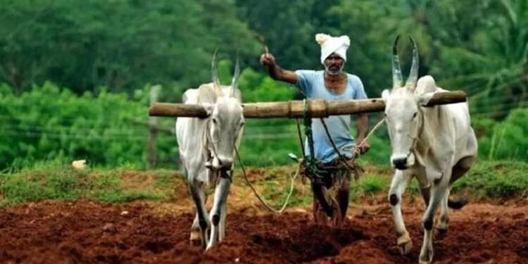 रब्बीच्या सोलापूर जिल्ह्यात ५१ टक्केच पेरणी