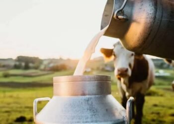 सोलापूर – दूध उत्पादक शेतकरी वर्गाची दिवाळी गोड