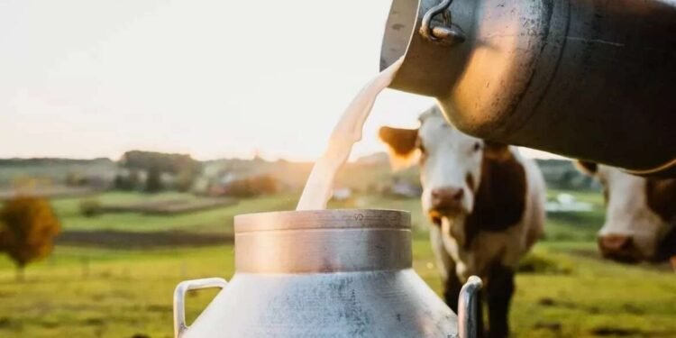 सोलापूर – दूध उत्पादक शेतकरी वर्गाची दिवाळी गोड