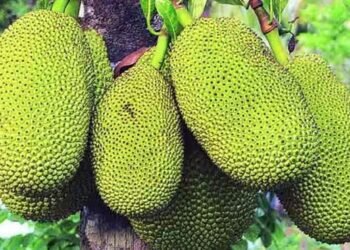 फणसाचा ‘गरा’ ठरतोय शेतकऱ्यांसाठी उत्पन्नाचा ‘हिरा’!