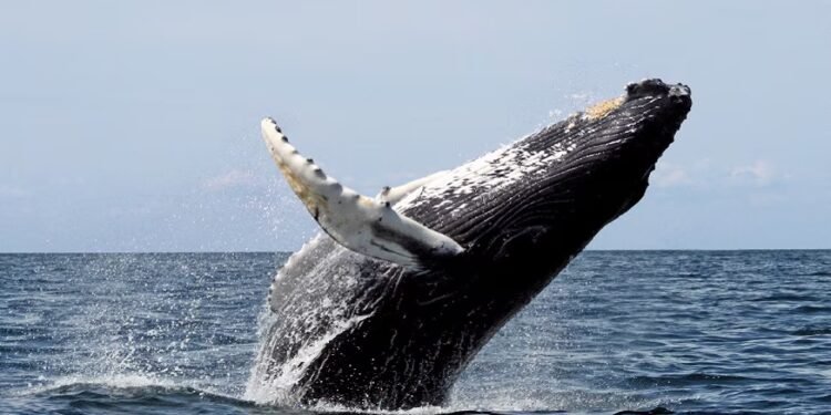 किनाऱ्यावर आलेल्या 6 टनांच्या माशाला पुन्हा समुद्रात कसं पाठवलं ?