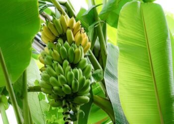 सोलापूरच्या केळीची आखाती देशात वाढली गोडी; ८० हजार मे. टनाची निर्यात