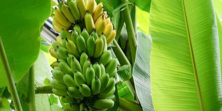 सोलापूरच्या केळीची आखाती देशात वाढली गोडी; ८० हजार मे. टनाची निर्यात