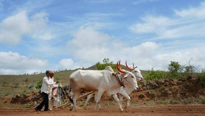 बीड जिल्ह्यातील 7.70 लाख शेतकऱ्यांना मिळणार अग्रीम पीकविमा!