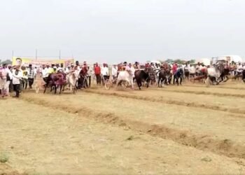 राज्यभरातून ५०० बैलगाडा सहभागी, माळशिरसच्या गारवाड येथे बैलगाडा शर्यतीचा थरार