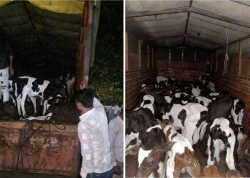 सोलापूर जिल्ह्यात करमाळा येथे कसायांच्या अड्ड्यावर छापा टाकून 44 वासरे व 4 गायीचे प्राण वाचविण्यात यश