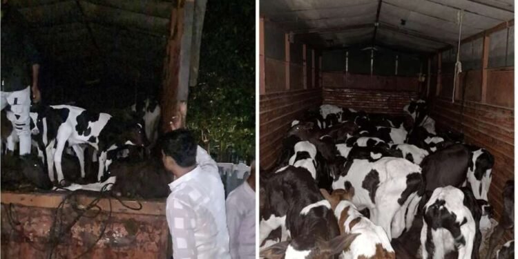 सोलापूर जिल्ह्यात करमाळा येथे कसायांच्या अड्ड्यावर छापा टाकून 44 वासरे व 4 गायीचे प्राण वाचविण्यात यश