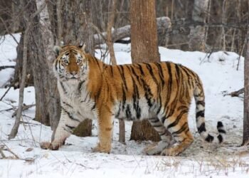 देशात तब्बल २०३ वाघांचा मृत्यू, वाघांच्या मृत्यूंचे रहस्य काय? कसे थांबणार अनैसर्गिक मृत्यू? वाचा सविस्तर