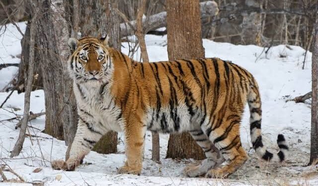 देशात तब्बल २०३ वाघांचा मृत्यू, वाघांच्या मृत्यूंचे रहस्य काय? कसे थांबणार अनैसर्गिक मृत्यू? वाचा सविस्तर