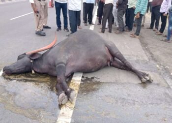 सोलापूर धुळे राष्ट्रीय महामार्गावर मालवाहतूक ट्रकचा भीषण अपघात; ५ म्हशींचा मृत्यू, शेतकऱ्याचं लाखोंचं नुकसान