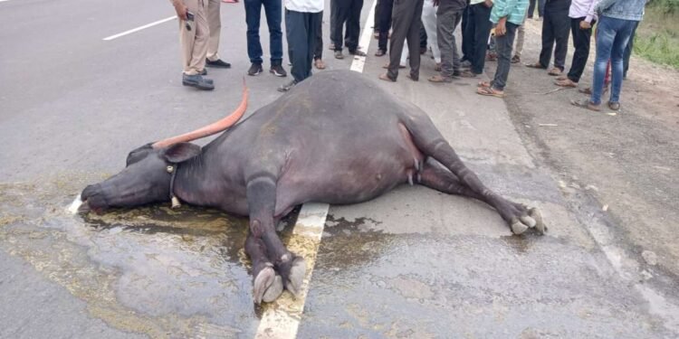 सोलापूर धुळे राष्ट्रीय महामार्गावर मालवाहतूक ट्रकचा भीषण अपघात; ५ म्हशींचा मृत्यू, शेतकऱ्याचं लाखोंचं नुकसान